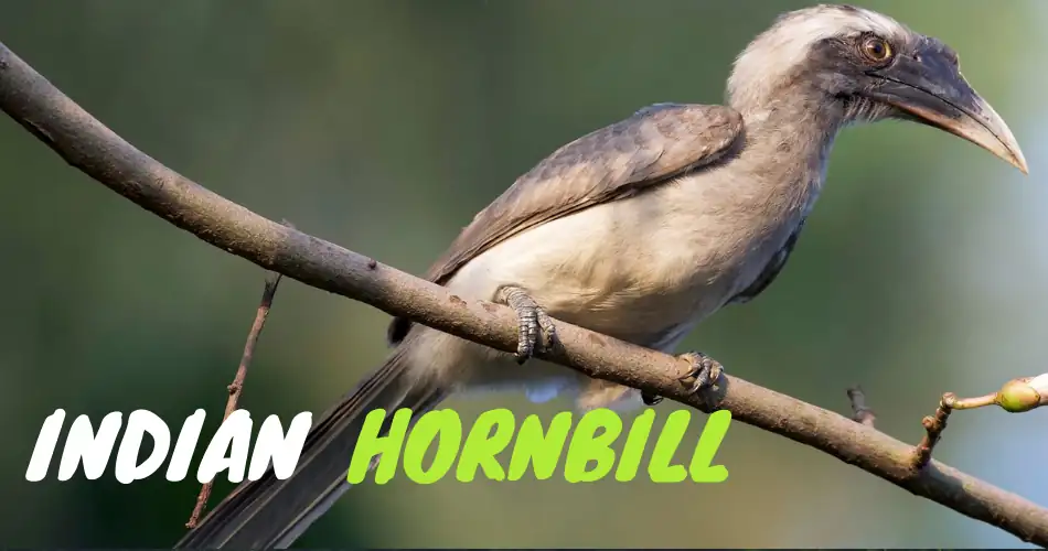 Indian Hornbill in western ghats